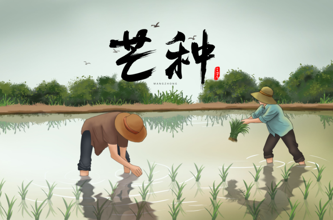 芒种养生小知识（十大最佳方法）重点小妙招大全-第6张图片-易秘